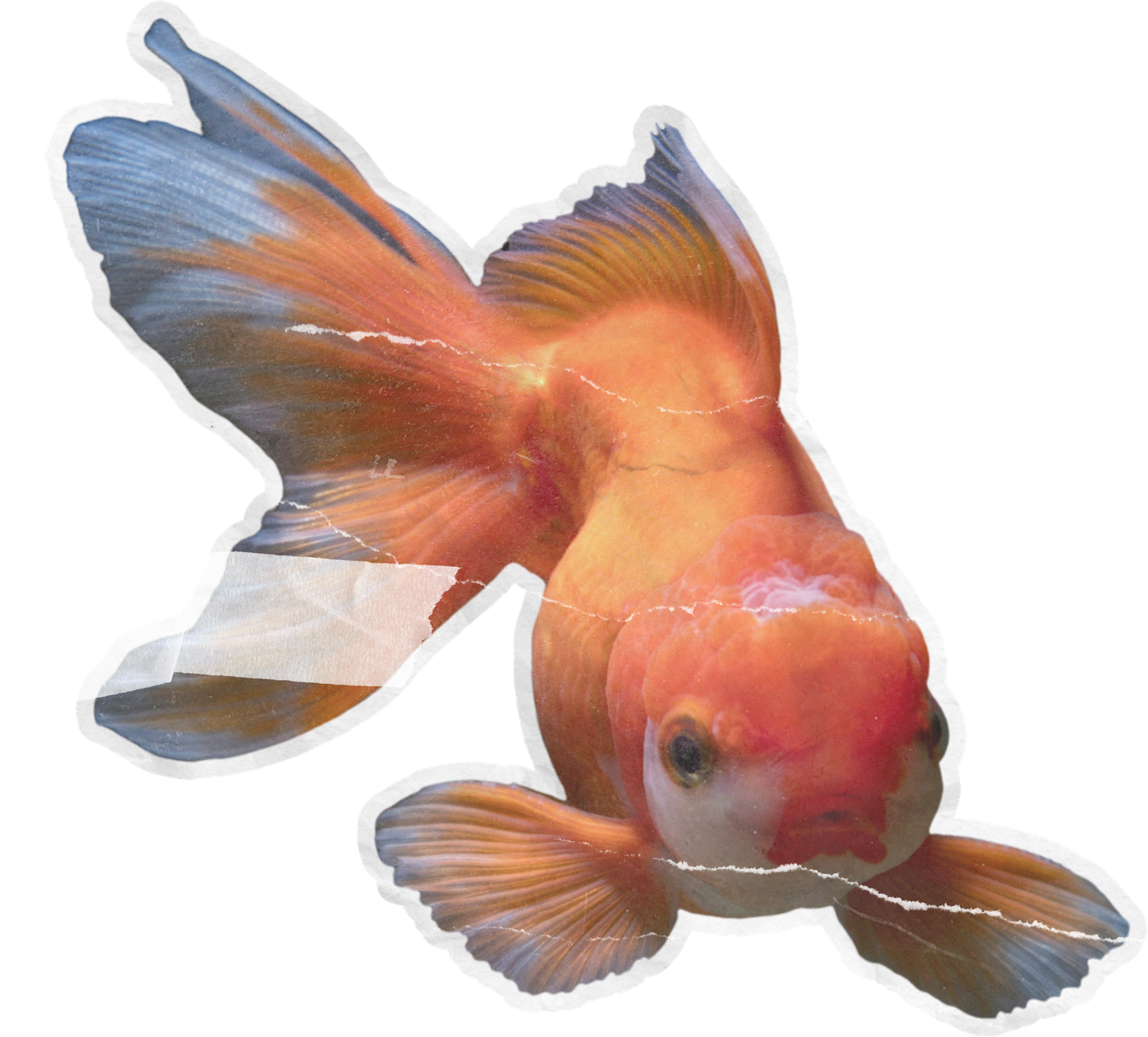 Goldfish cutout