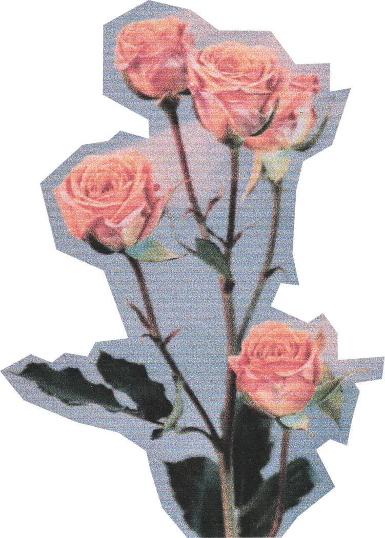 Pink roses
